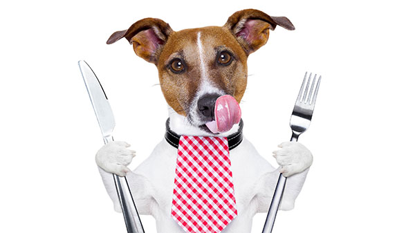 Advies over de beste voeding voor je hond